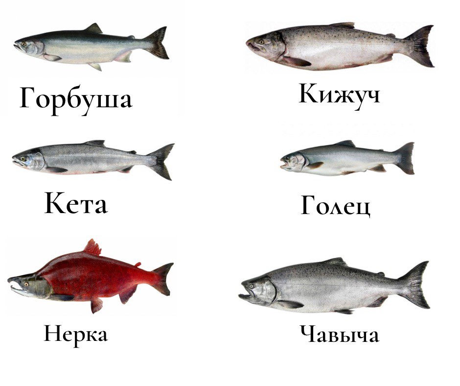 Рыбы семейства лососевых: список, полезные свойства и рецепты